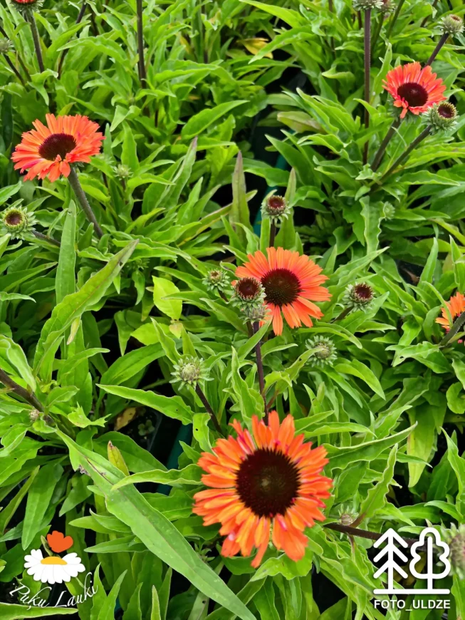 Echinacea   SUNSEEKERS ORANGE = 'Apecssior'
